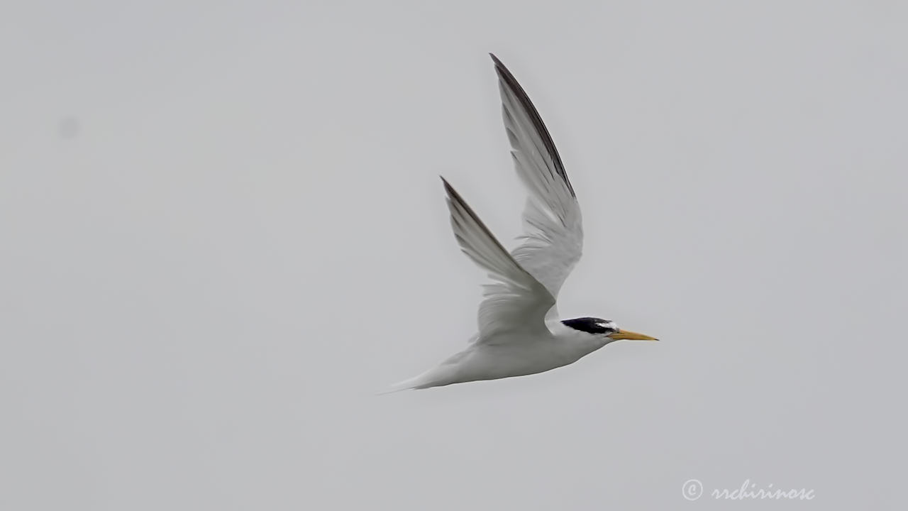 Little tern