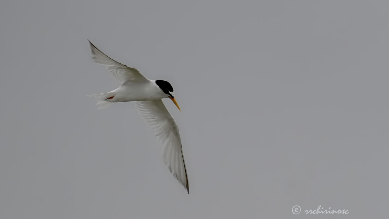 Little tern