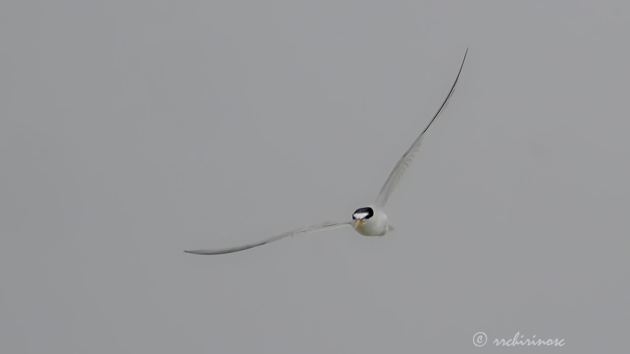 Little tern