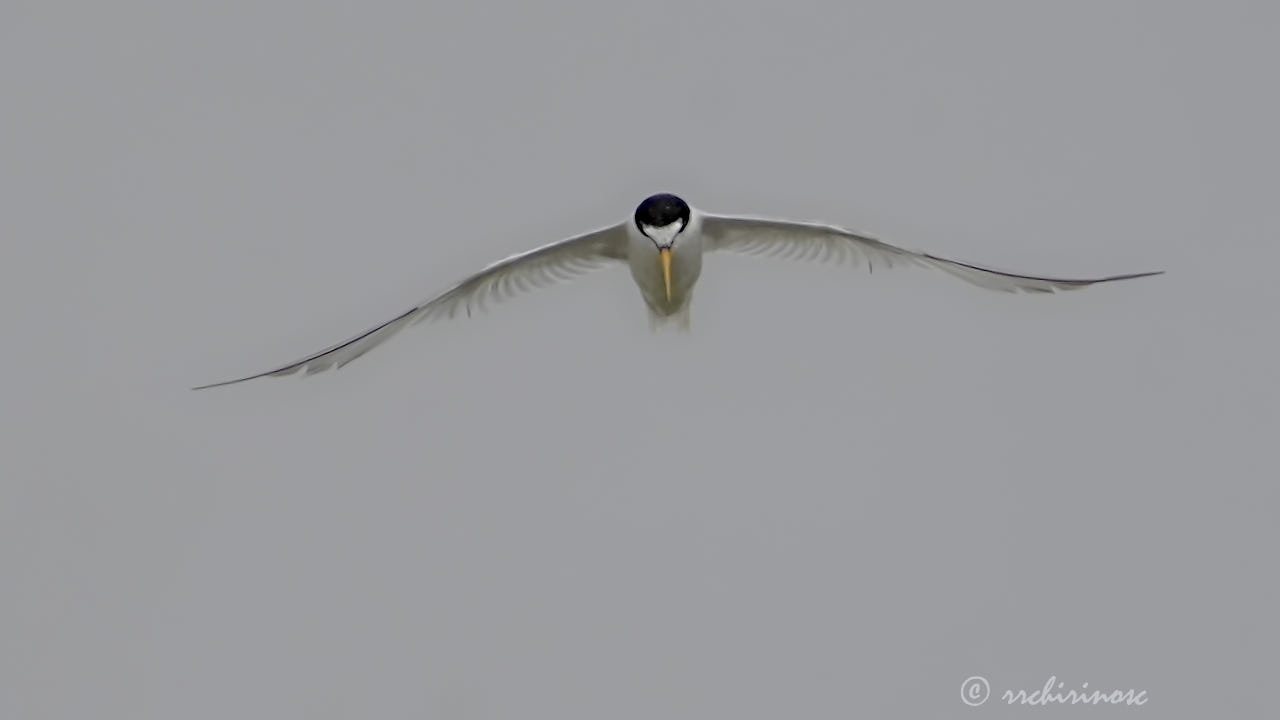 Little tern