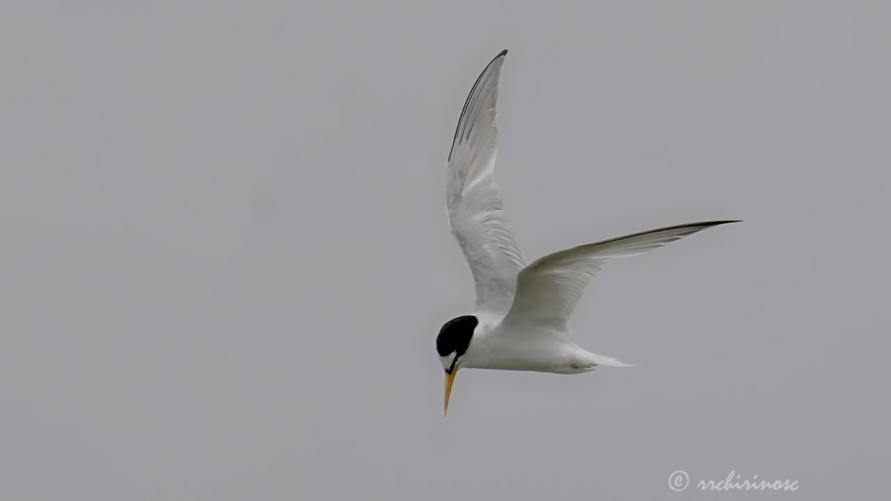 Little tern