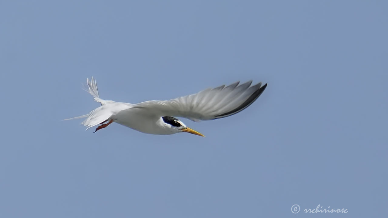 Little tern