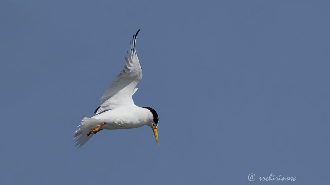 Little tern