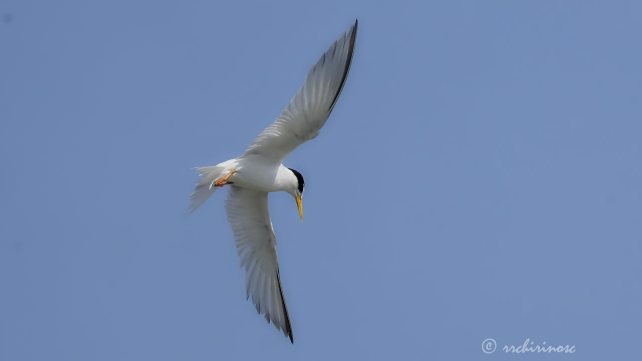 Little tern