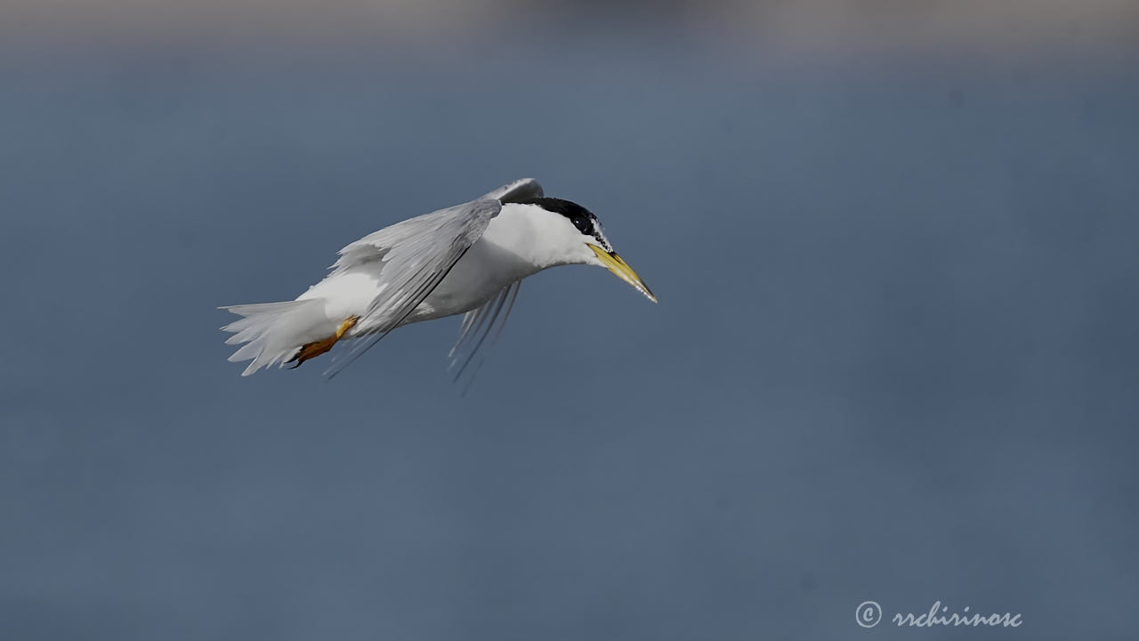 Little tern