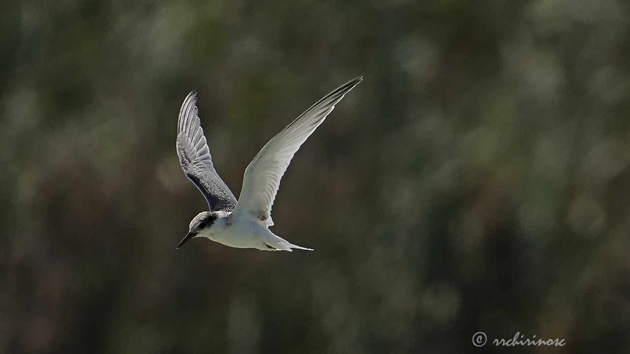 Little tern