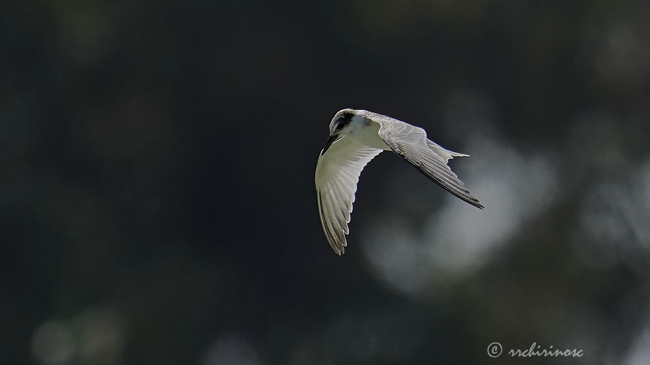 Little tern