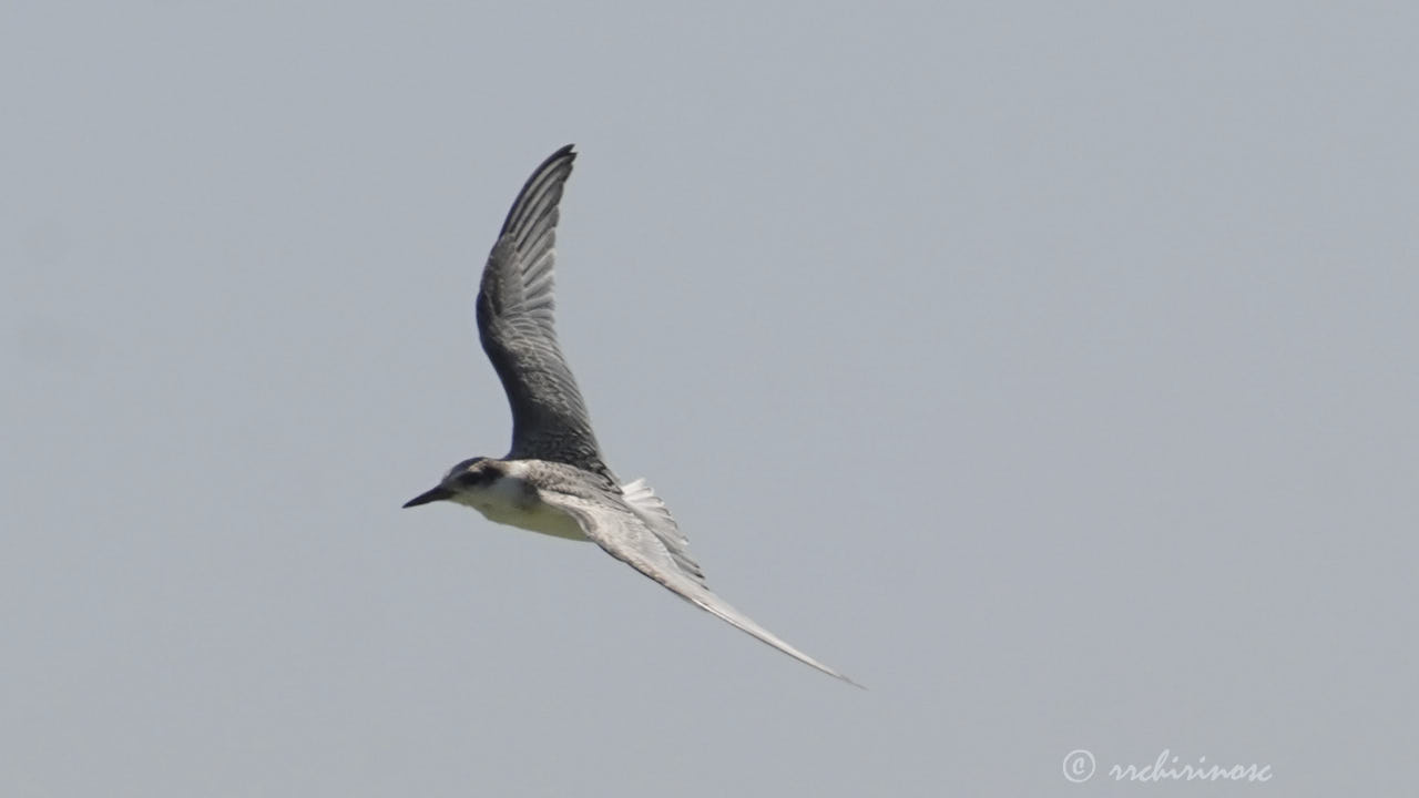 Little tern