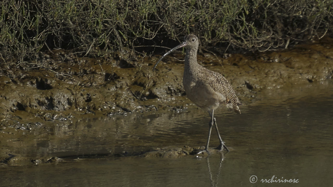 Long-billed curlew