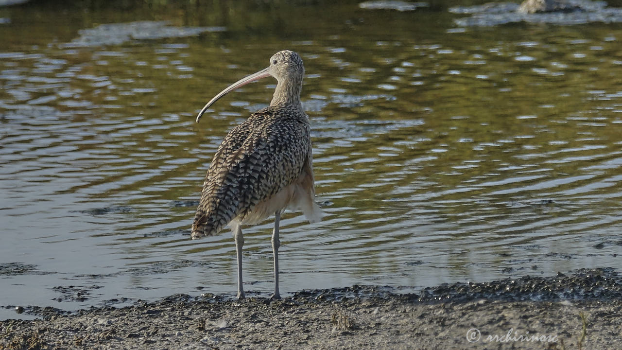 Long-billed curlew