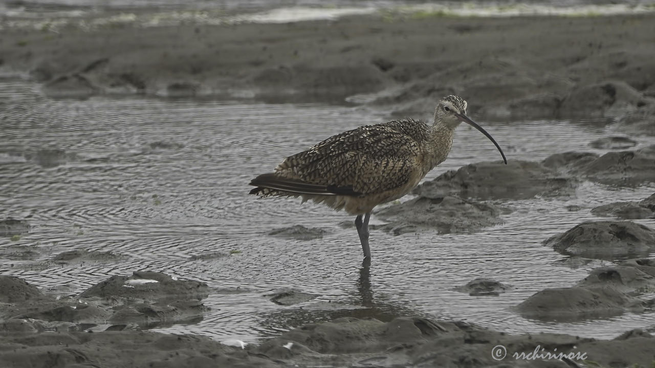 Long-billed curlew