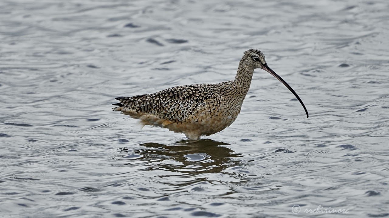 Long-billed curlew