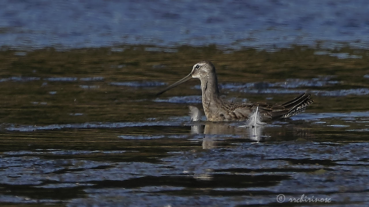 Long-billed dowitcher