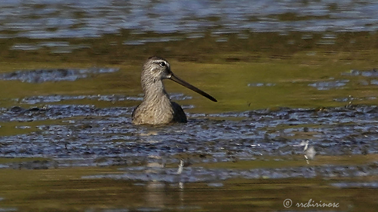 Long-billed dowitcher