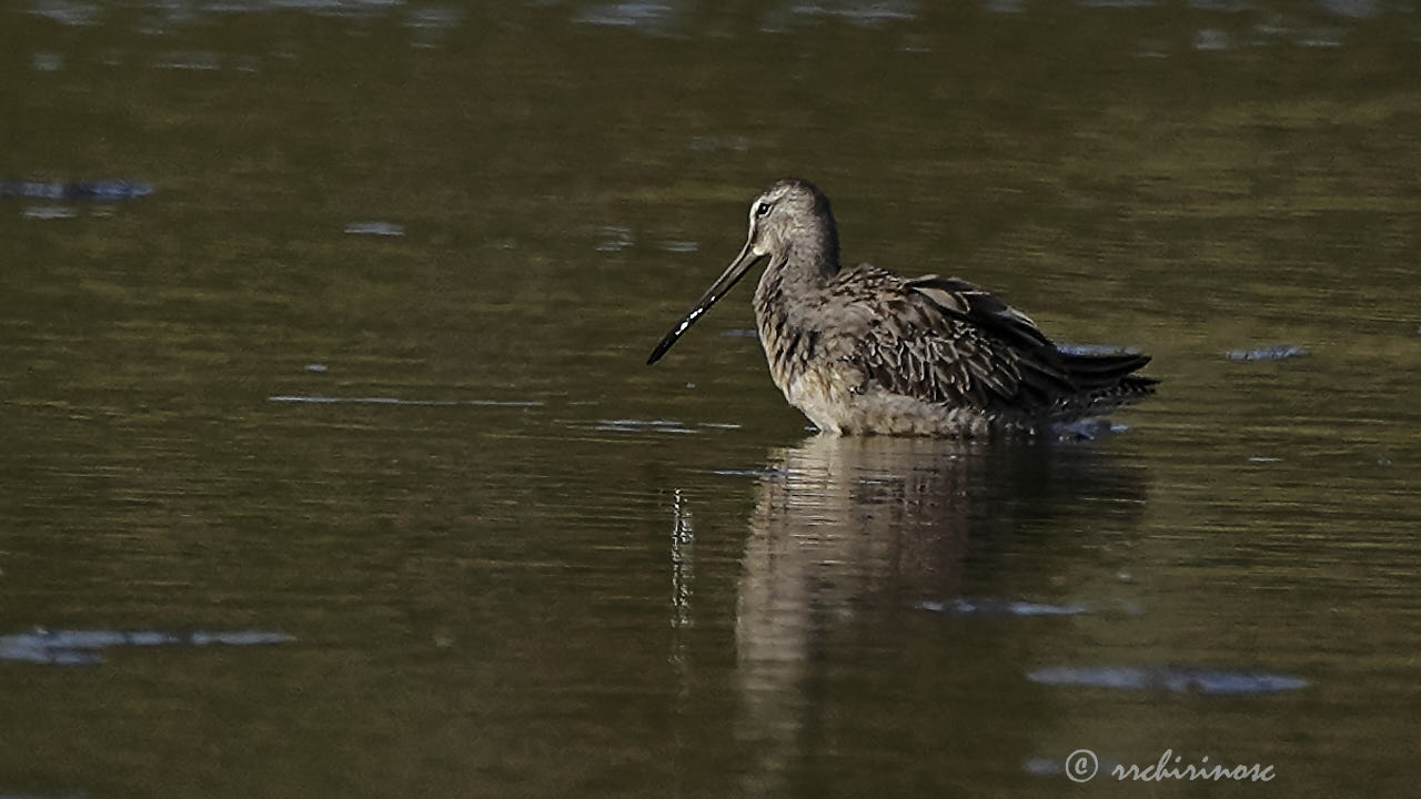 Long-billed dowitcher