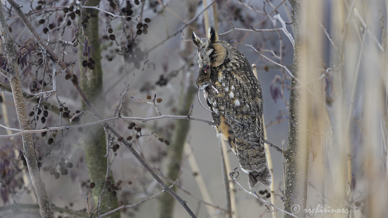 Long-eared owl