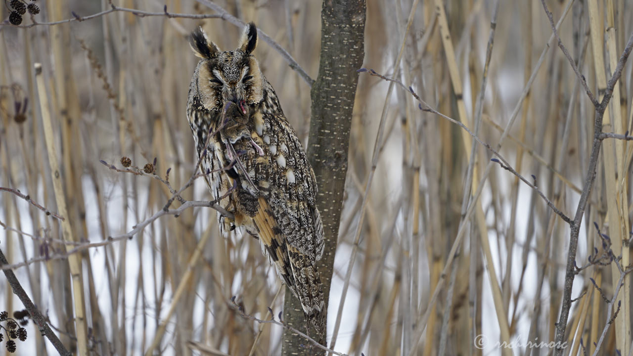 Long-eared owl