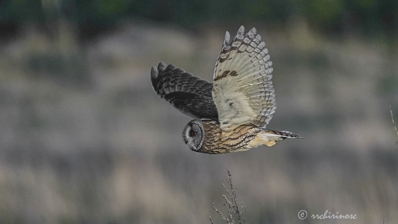 Long-eared owl