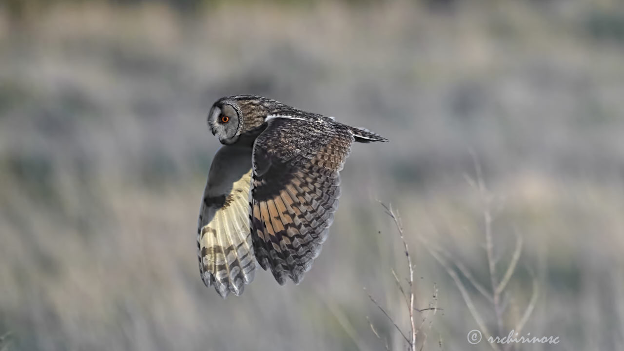 Long-eared owl