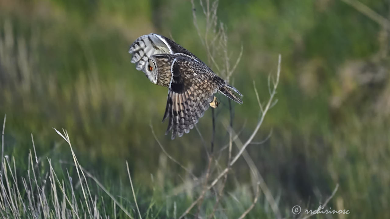 Long-eared owl