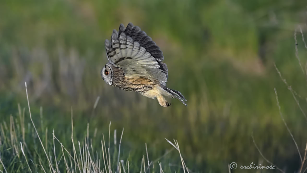 Long-eared owl