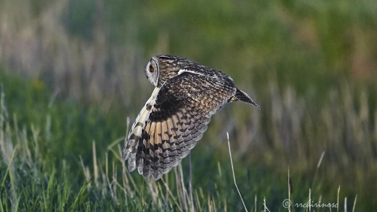 Long-eared owl