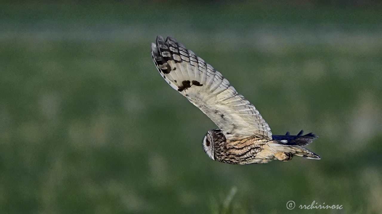 Long-eared owl