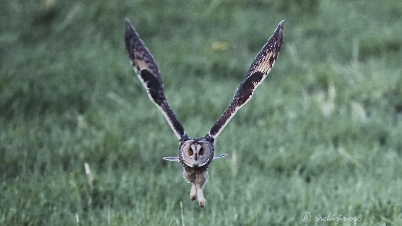 Long-eared owl