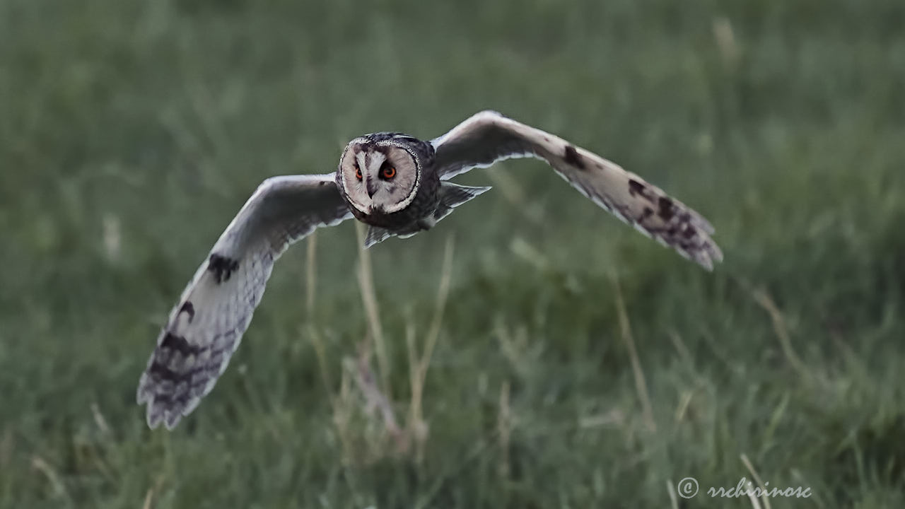 Long-eared owl