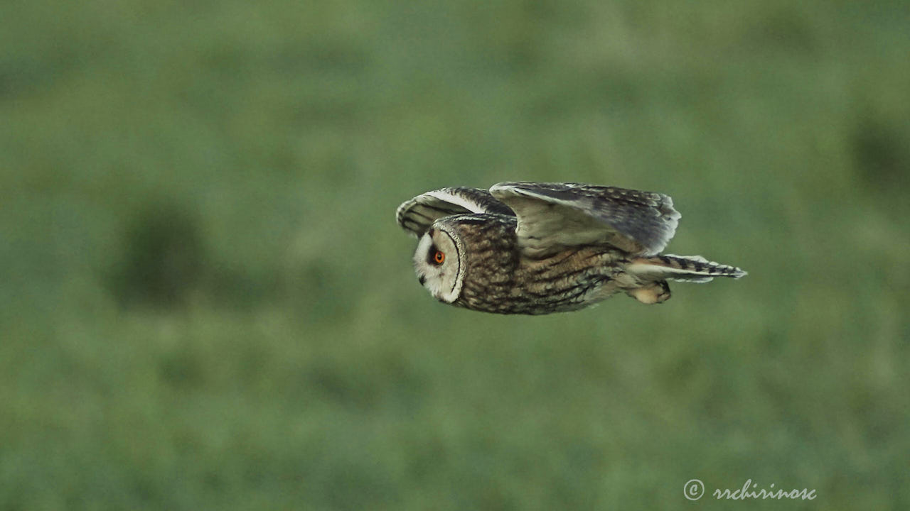 Long-eared owl