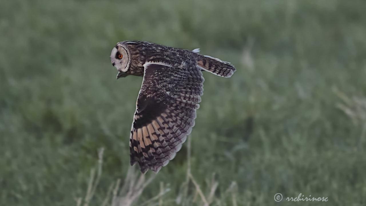 Long-eared owl