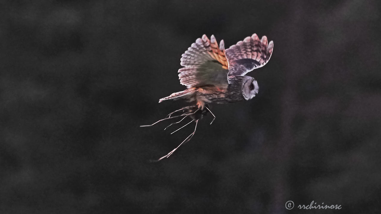 Long-eared owl