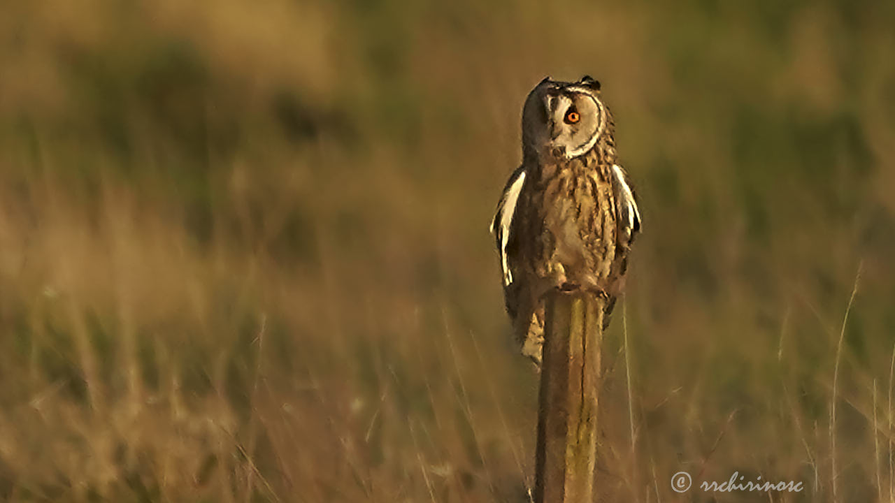 Long-eared owl