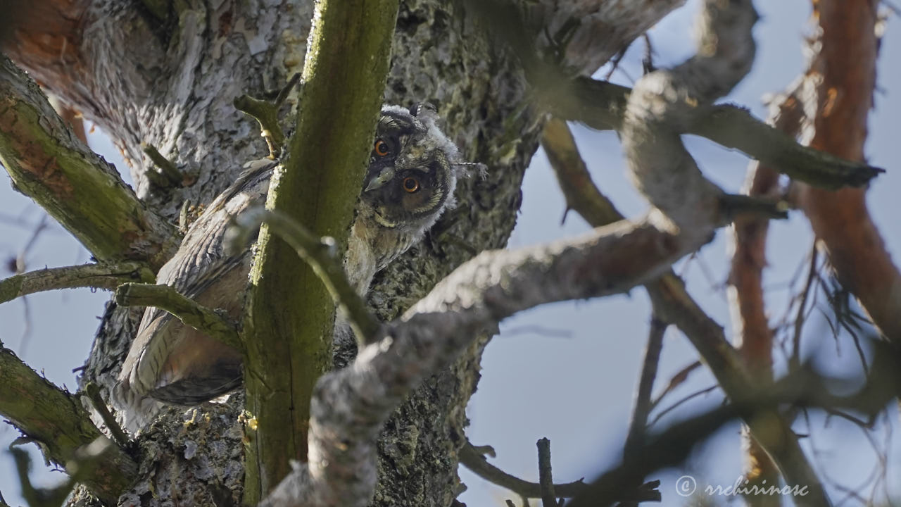 Long-eared owl