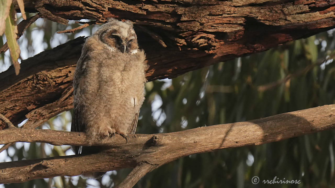 Long-eared owl