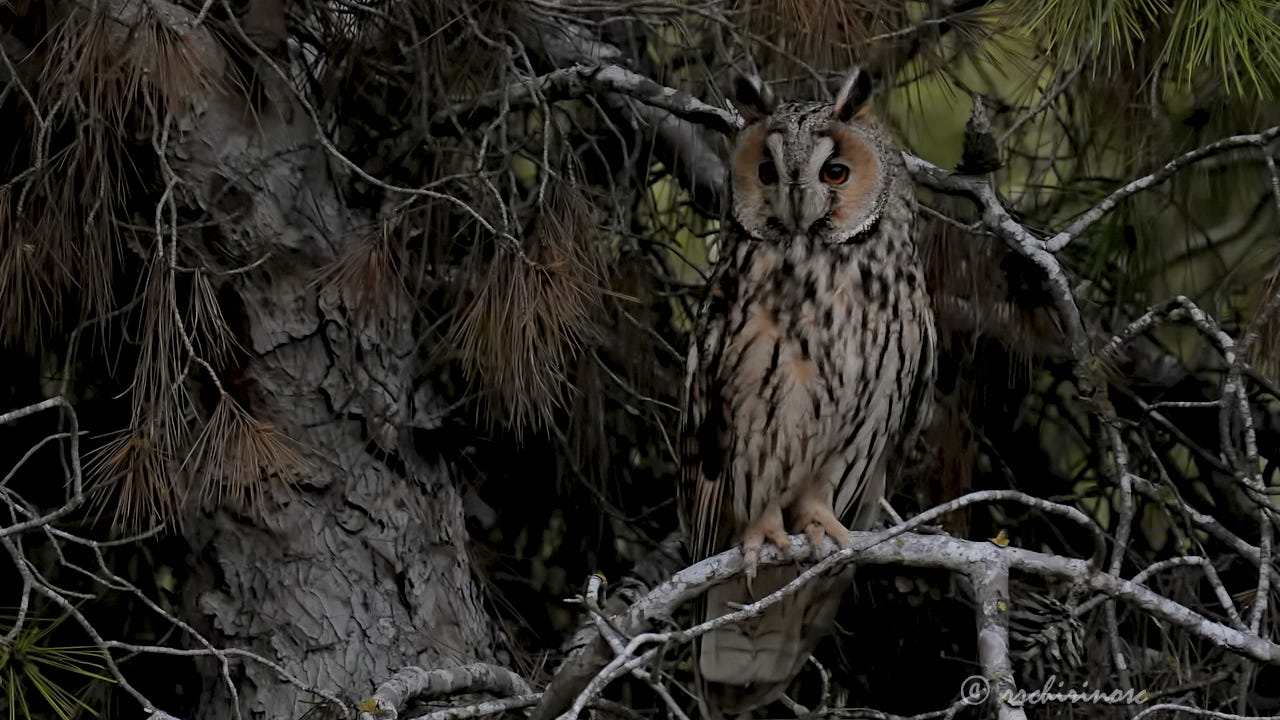Long-eared owl
