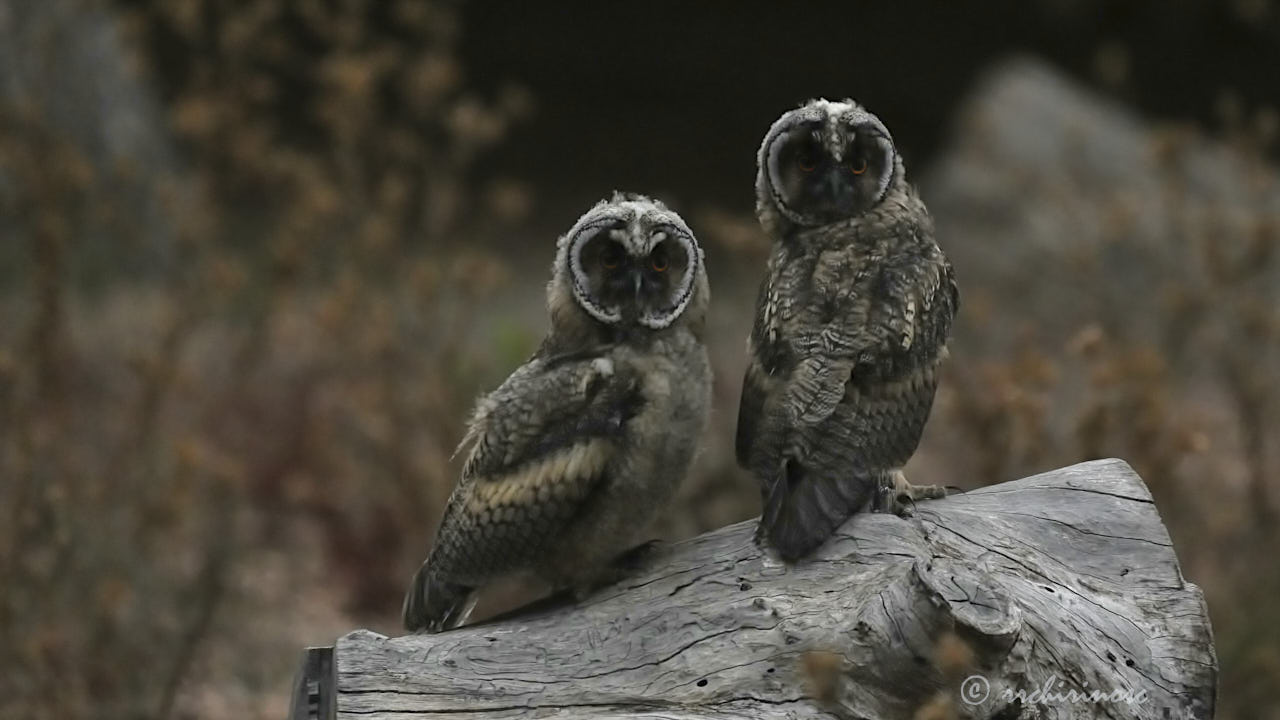 Long-eared owl