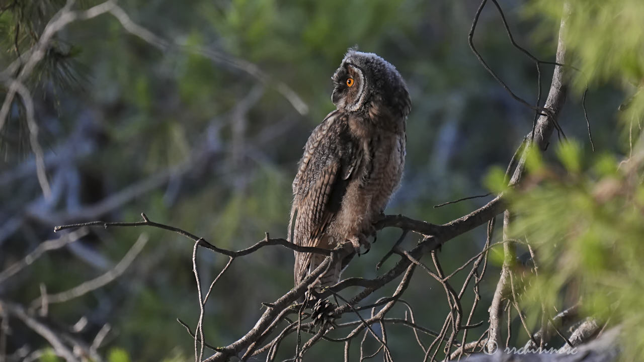 Long-eared owl
