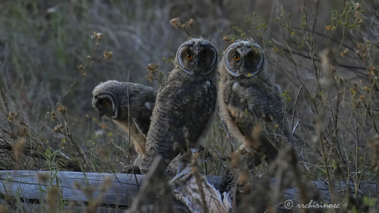 Long-eared owl