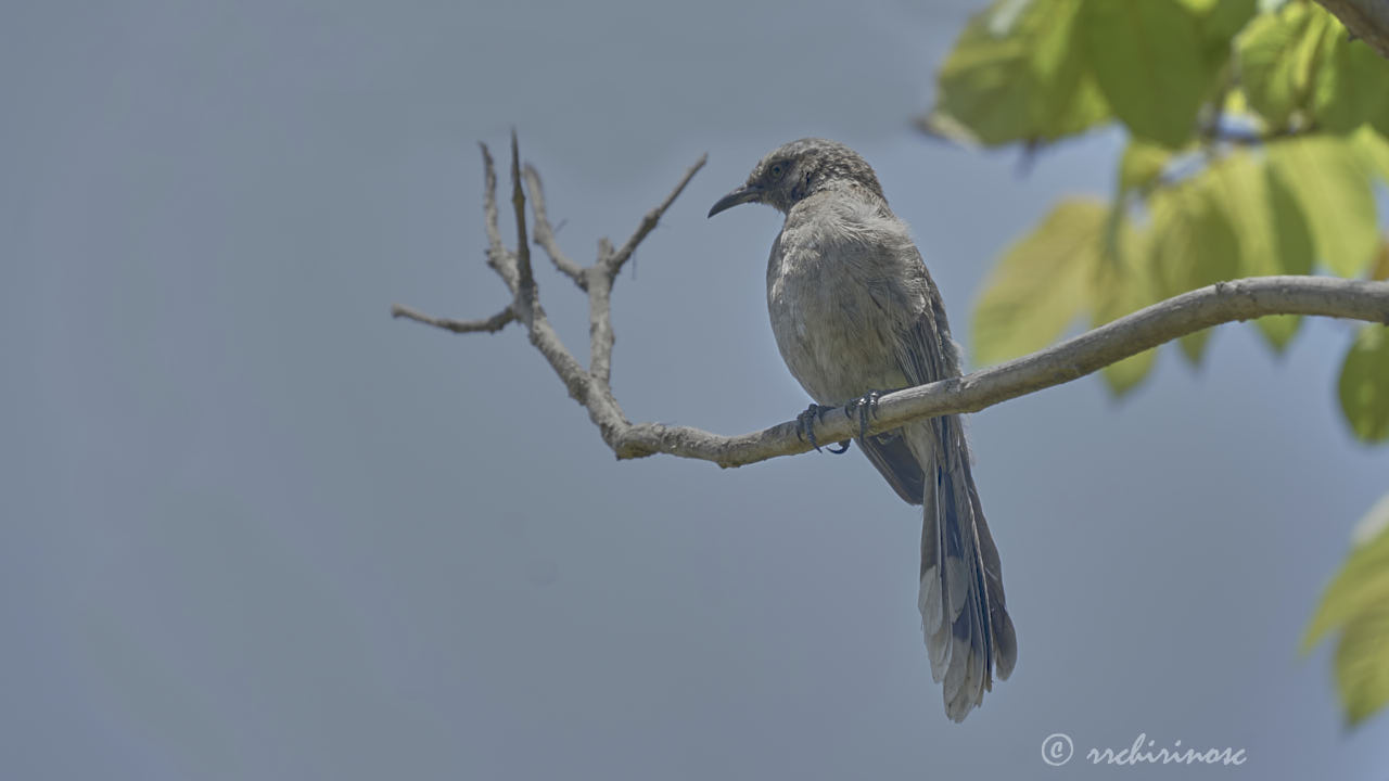 Long-tailed mockingbird