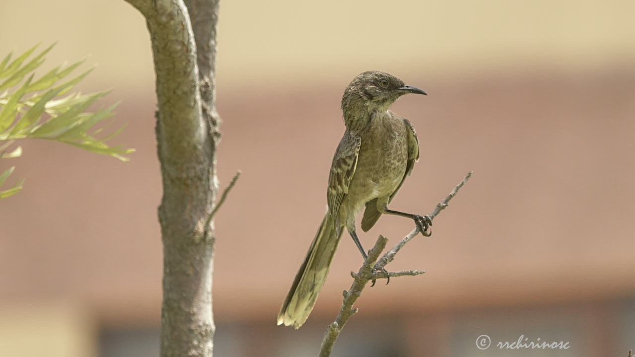 Long-tailed mockingbird