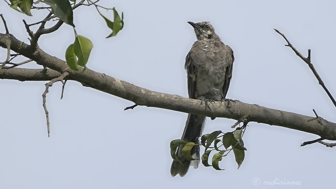 Long-tailed mockingbird