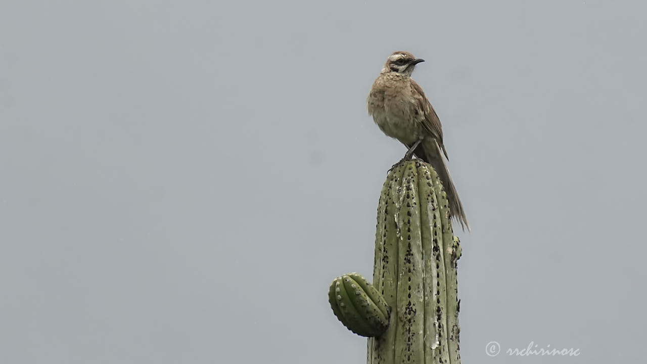 Long-tailed mockingbird