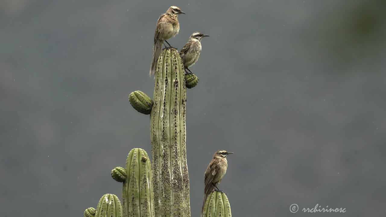 Long-tailed mockingbird