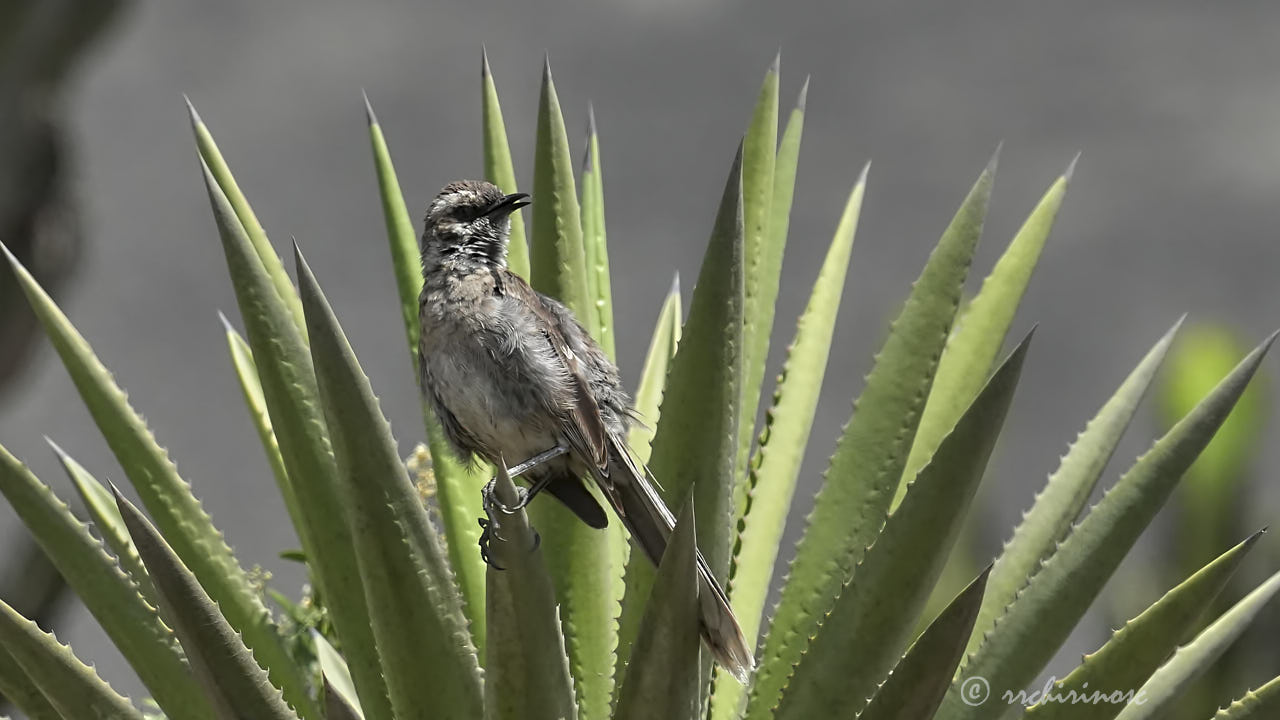 Long-tailed mockingbird