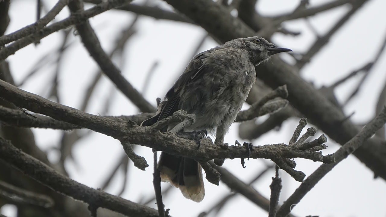 Long-tailed mockingbird