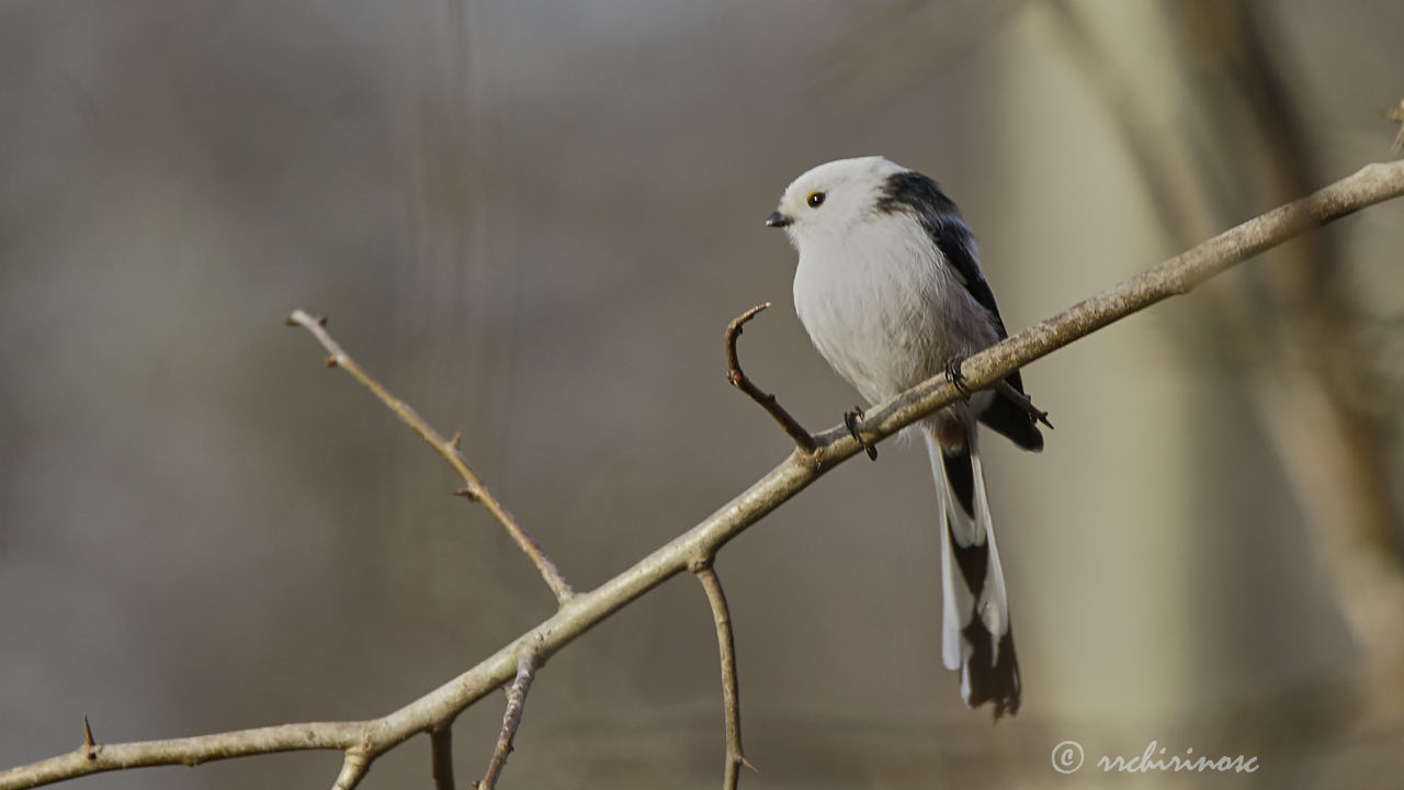 Long-tailed tit