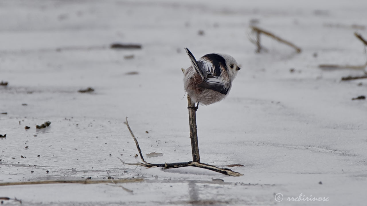 Long-tailed tit