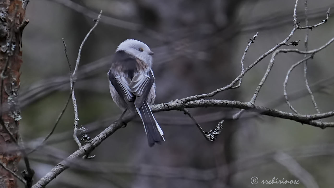 Long-tailed tit