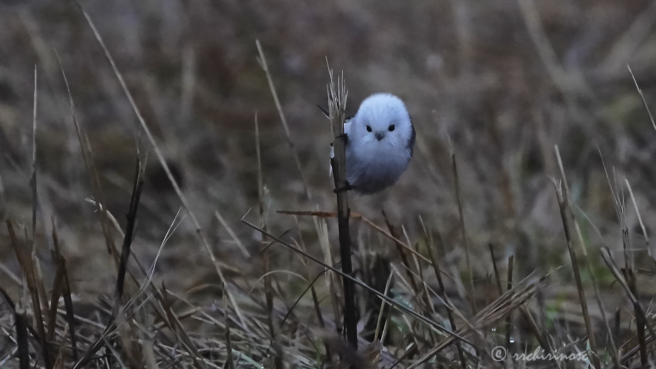 Long-tailed tit